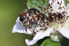 Trichiotinus affinis