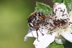 Trichiotinus affinis
