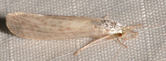 Nectopsyche diarina
