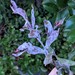 Erysiphe australiana