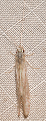 Nectopsyche diarina