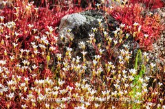 Saxifraga fragosoi