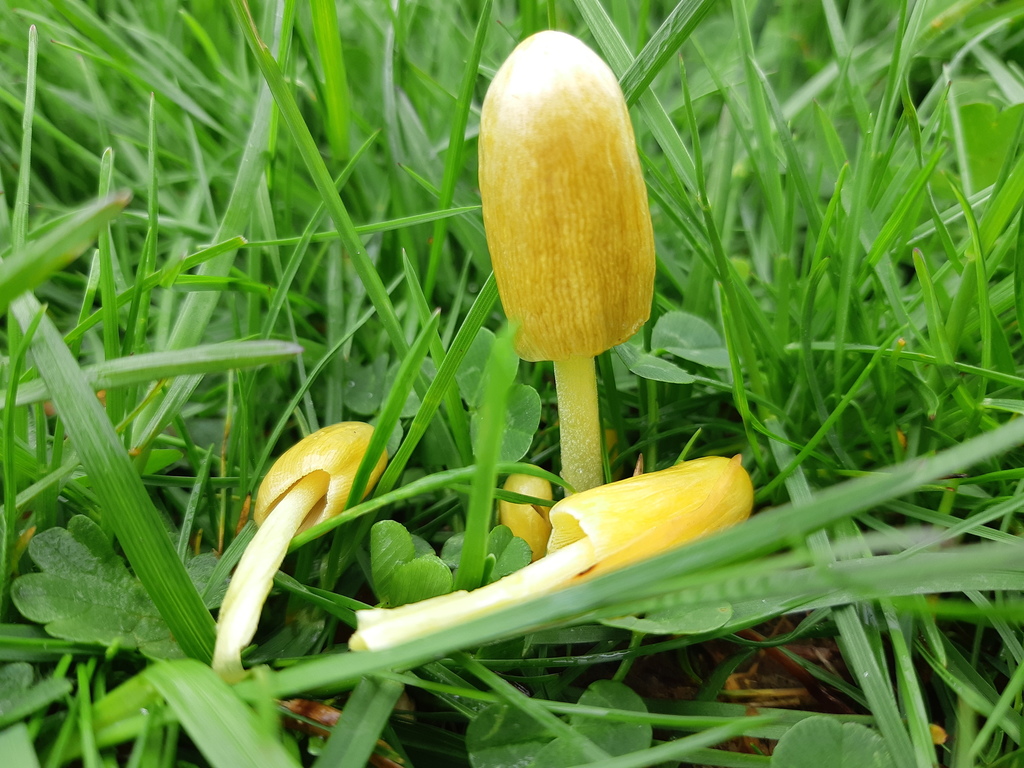 Bolbitius elegans