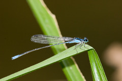 Acanthagrion quadratum