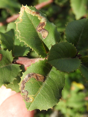 Stigmella rhamnella