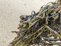 Ascophyllum nodosum