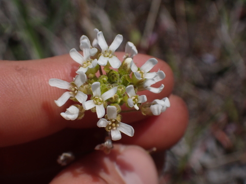Image of Sandbergia whitedii by no rights reserved