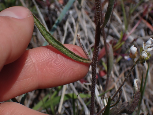 Image of Sandbergia whitedii by no rights reserved