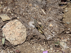 Cratypedes lateritius