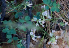 Trifolium breweri