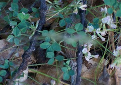 Trifolium breweri