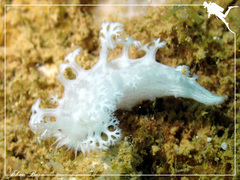 Tritoniopsis elegans