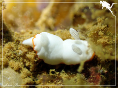 Goniobranchus albonares