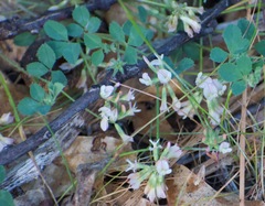 Trifolium breweri