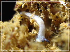 Dermatobranchus semistriatus