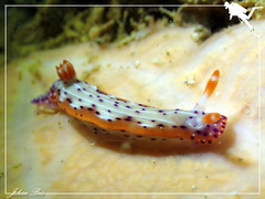 Hypselodoris decorata