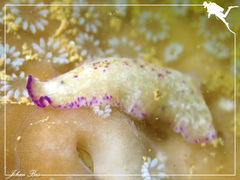 Pseudoceros goslineri