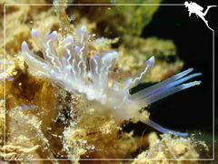Phyllodesmium opalescens