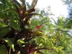 Aechmea fulgens