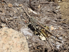 Cratypedes lateritius