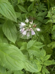 Hydrophyllum virginianum