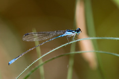 Acanthagrion quadratum
