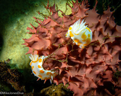 Goniobranchus tasmaniensis