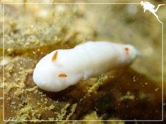 Verconia simplex