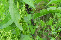 Chelymorpha cassidea