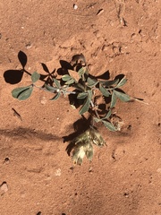 Pediomelum megalanthum