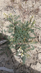 Astragalus curvicarpus