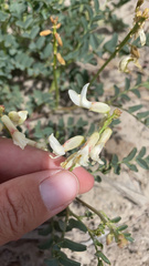 Astragalus curvicarpus