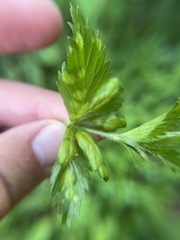 Taphrina tormentillae