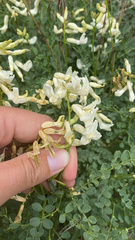 Astragalus curvicarpus