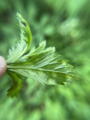 Taphrina tormentillae