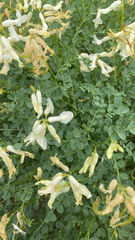 Astragalus curvicarpus