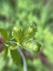 Taphrina tormentillae
