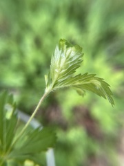 Taphrina tormentillae