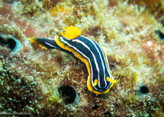 Chromodoris kuiteri