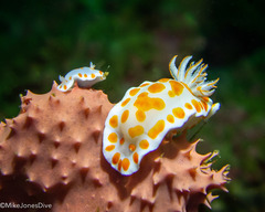 Goniobranchus tasmaniensis