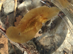 Acotylea