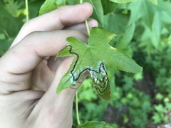 Phyllocnistis liquidambarisella