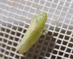 Pagaronia tredecimpunctata