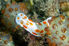 Goniobranchus tasmaniensis