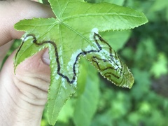 Phyllocnistis liquidambarisella