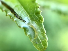 Phyllocnistis liquidambarisella