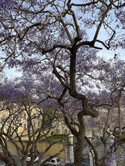 Jacaranda mimosifolia