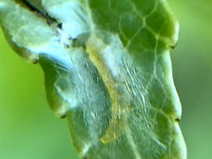 Phyllocnistis liquidambarisella