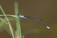 Acanthagrion quadratum