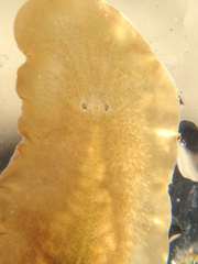 Acotylea